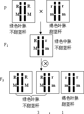 玉米遗传图解图片