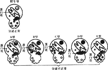 科學家利用酵母菌突變體揭示了分泌蛋白的運輸過程.