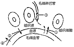 血浆淋巴组织液模型图图片