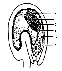 结构图绘荠菜胚胎发育时期的胚珠纵切面轮廓图荠菜胚胎发育时期的胚珠