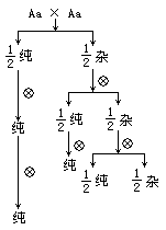 杂合子自交详细图解图片