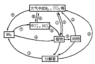 土壤氮循环示意图图片