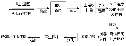 抗虫棉基因工程流程图图片