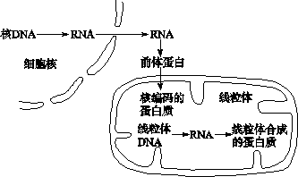 如图为某种真菌线粒体中蛋白质的生物合成示意图,下列有关说法中错误