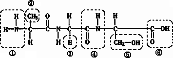 肽键结构式图片