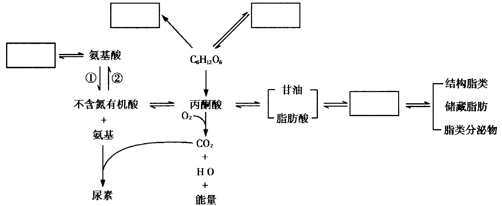 ②两个过程 (2)联系三大营养物质代谢的枢纽物质是  题目和