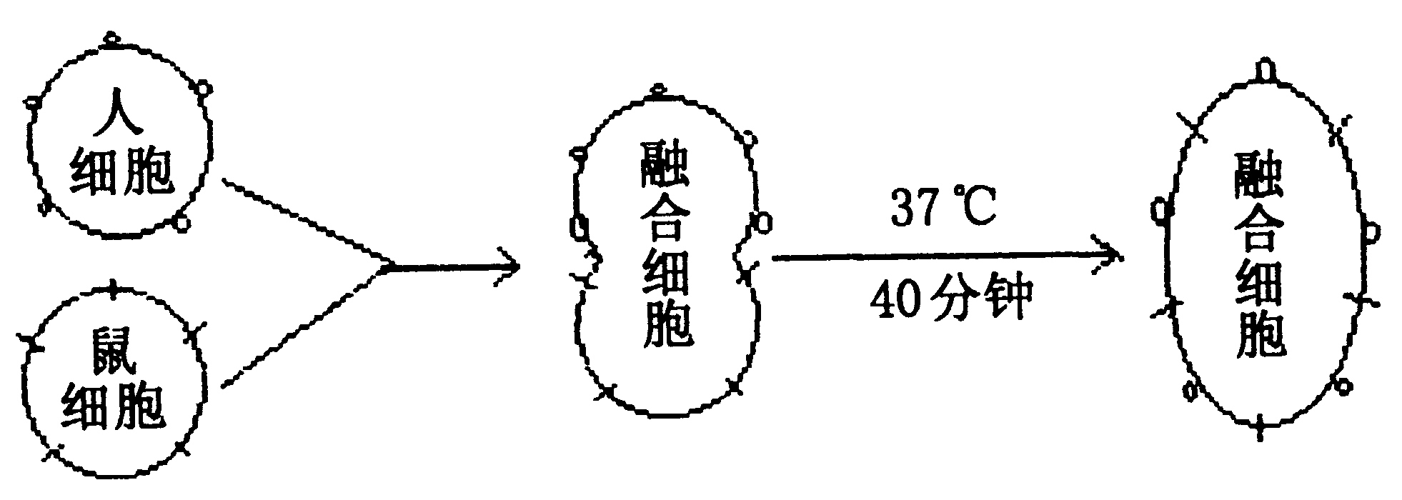 分别标记人和鼠的细胞膜上的蛋白质,然后将两个细胞融合成一个细胞