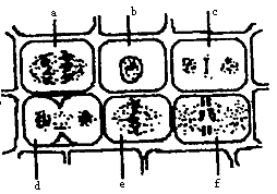下图为一位学生绘制的某高等植物细胞有丝分裂图其中有两个图像是错误
