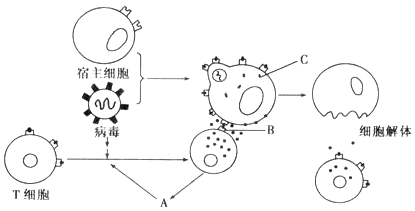 [题目]如图是高致病性禽流感病毒h5n1侵入人体后发生免疫反应的图解.