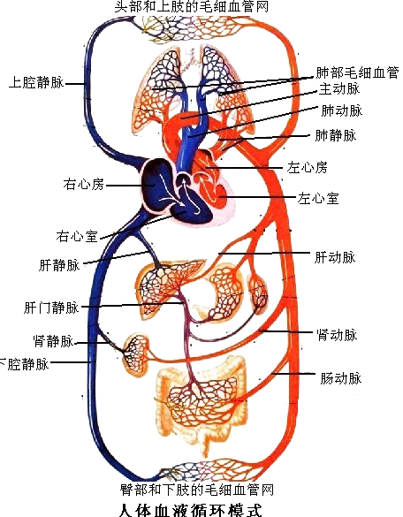 体动脉内流静脉血 题目和参考答案——青夏