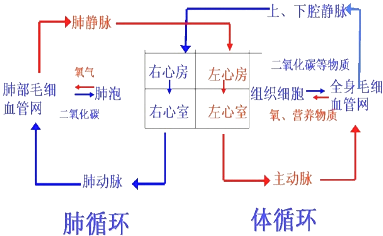 请据图回答:(1)血液循环分为体循环和 (2)心脏壁最厚的腔是 