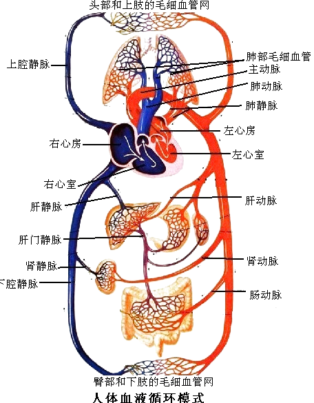 在血液循环中,先进行肺循环再进行体循环b