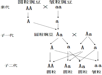 (4)从遗传图解看出,子二代中圆粒豌豆的比例约为:75%