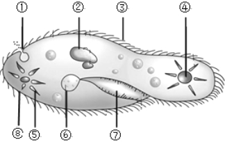 题目下图是草履虫的结构图请据图回答