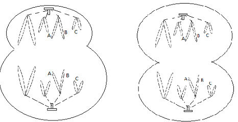 果蝇染色体图手绘图图片