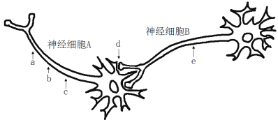 双极神经元图片