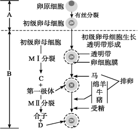 题目下图是家畜卵子发生和成熟示意图请据图完成下列问题