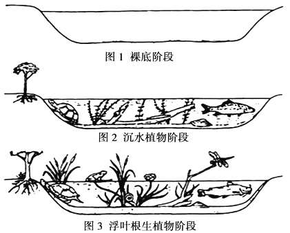 题目下图表示某天然湖泊生态系统部分组成及其演替的部分阶段据图回答