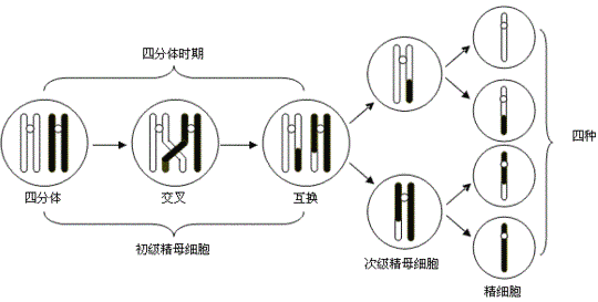 每條染色體含有兩個姐妹染色單體,染色體數量不變,中心體的兩個中心粒