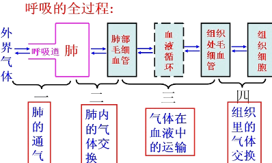 题目图中①④表示人体与外界进行气体交换的过程下列相关叙述正确的是