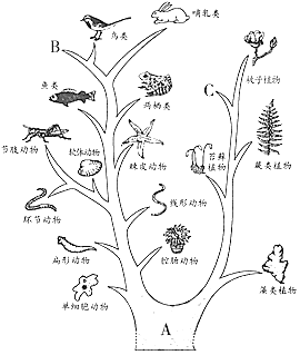 [题目]进化树又称“系统树 .“系谱树 .简明地表示了生物的进化历程和亲缘关系．此树从树根到树梢代表地质时间的延伸.主干代表各级共同祖先.大小 ...