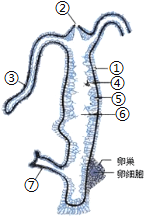 水螅横切面图片