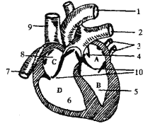 初中生物心脏结构图图片