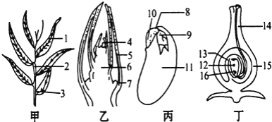 题目如图甲乙丙丁分别表示某一植物的一段枝叶叶芽的纵切种子结构子房