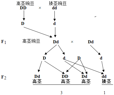 遗传图谱豌豆图片