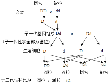 生物杂交的遗传图解图片