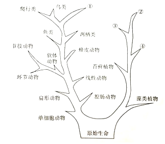 题目下图为生物进化树生物进化树描绘了生物进化的历程反应出生物进化