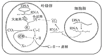 [题目]叶绿体中催化co2固定的酶r由叶绿体dna编码的大亚基和细胞核dna