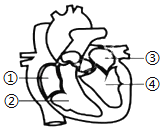 心脏简图四格图片