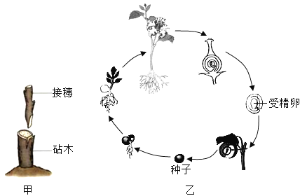 题目如图表示植物的两种不同生殖方式请据图回答下列问题