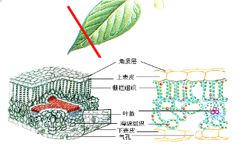 叶肉和叶脉,如图:蒸腾作用是指植物体内的水分通过叶片的气孔以水蒸气