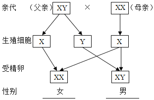 遗传图解格式图片