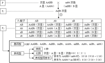 杂交自交测交的示意图图片