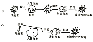 乙兩種途徑產生的免疫必須經過人體的第三道防線.該防