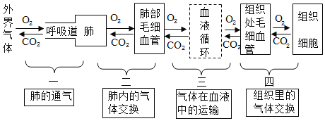 图中a代表二氧化碳b代表氧气b过程①是通过呼吸运动完成的c