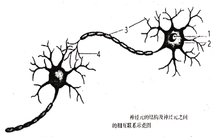 题目如图是神经元的结构与神经元之间的相互联系示意图请回答问题