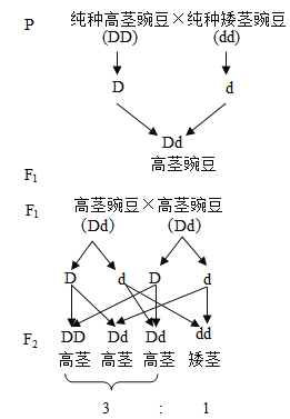 [题目]孟德尔在一次杂交试验中.