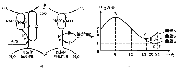 题目如图甲高等绿色植物光合作用和呼吸作用之间的能量转变示意图图中