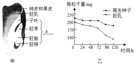 乙图为玉米种子在适宜条件下萌发过程中种子的干重与胚乳干重变化的