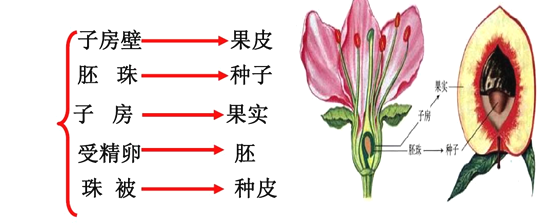 题目兰州白粉桃肉质细腻蜜汁甘甜享誉省内外下图为桃花的结构模式图据