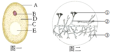 [题目]如图中图一和图二分别为酵母菌和青霉的形态结构图