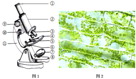 用显微镜观察某种植物叶肉细胞的结构.