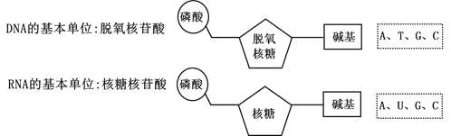 [题目]如图是dna和rna的基本组成单位的结构示意图