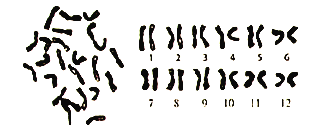 [题目]为了观察植物的染色体组型及花粉母细胞减数分裂过程中的染色体