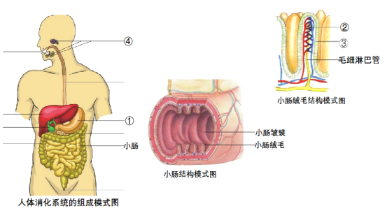 小肠结构模式图图片