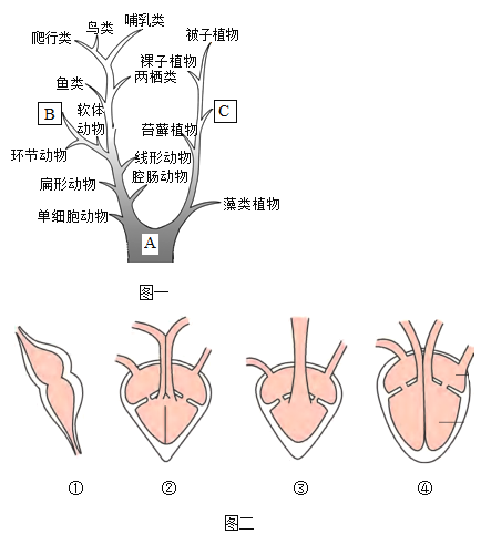 表示动植物进化的大致历程及各类群之间的关系,图二表示脊椎动物心脏